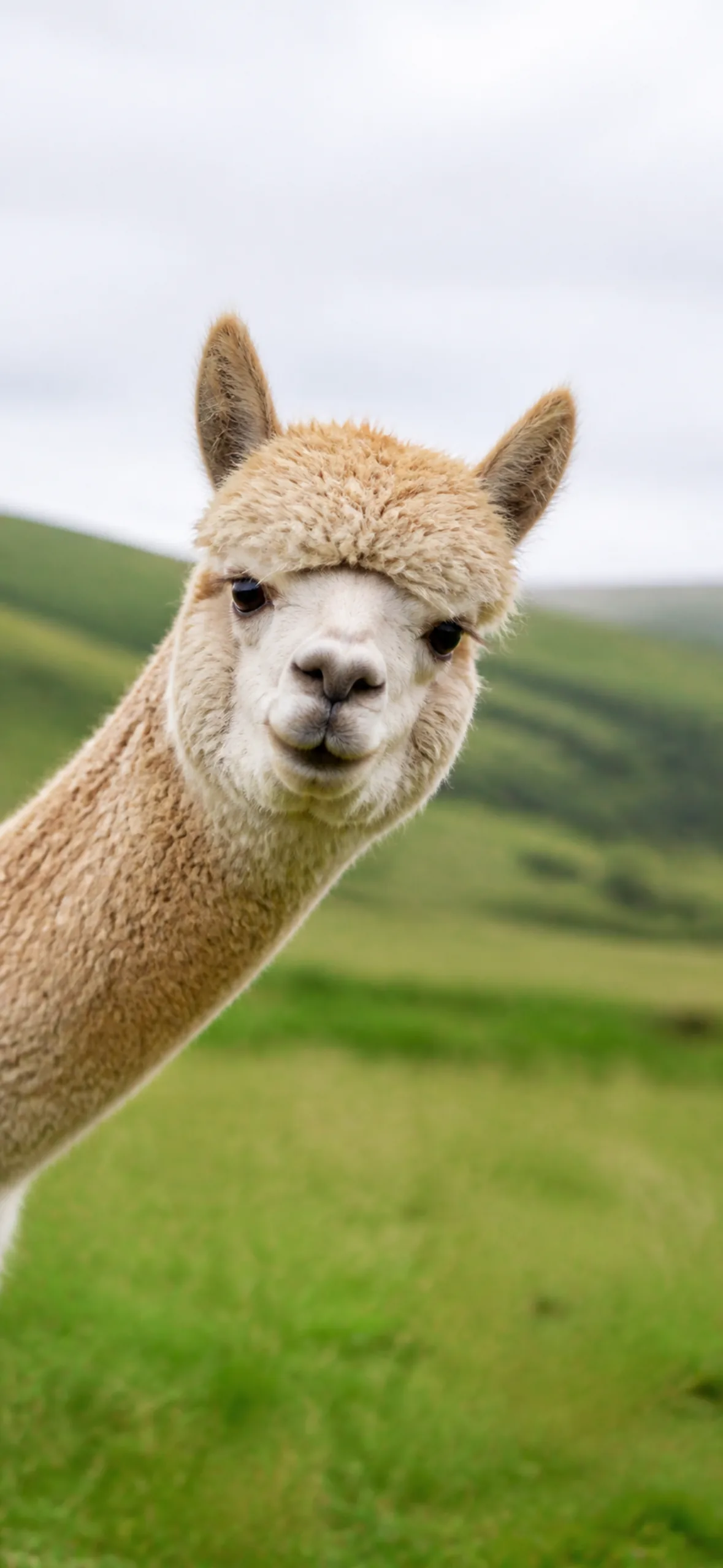 Funny Phone Wallpaper Alpaca fake call wallpaper
